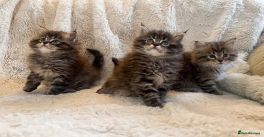 Maine Coon cats - Advert 3