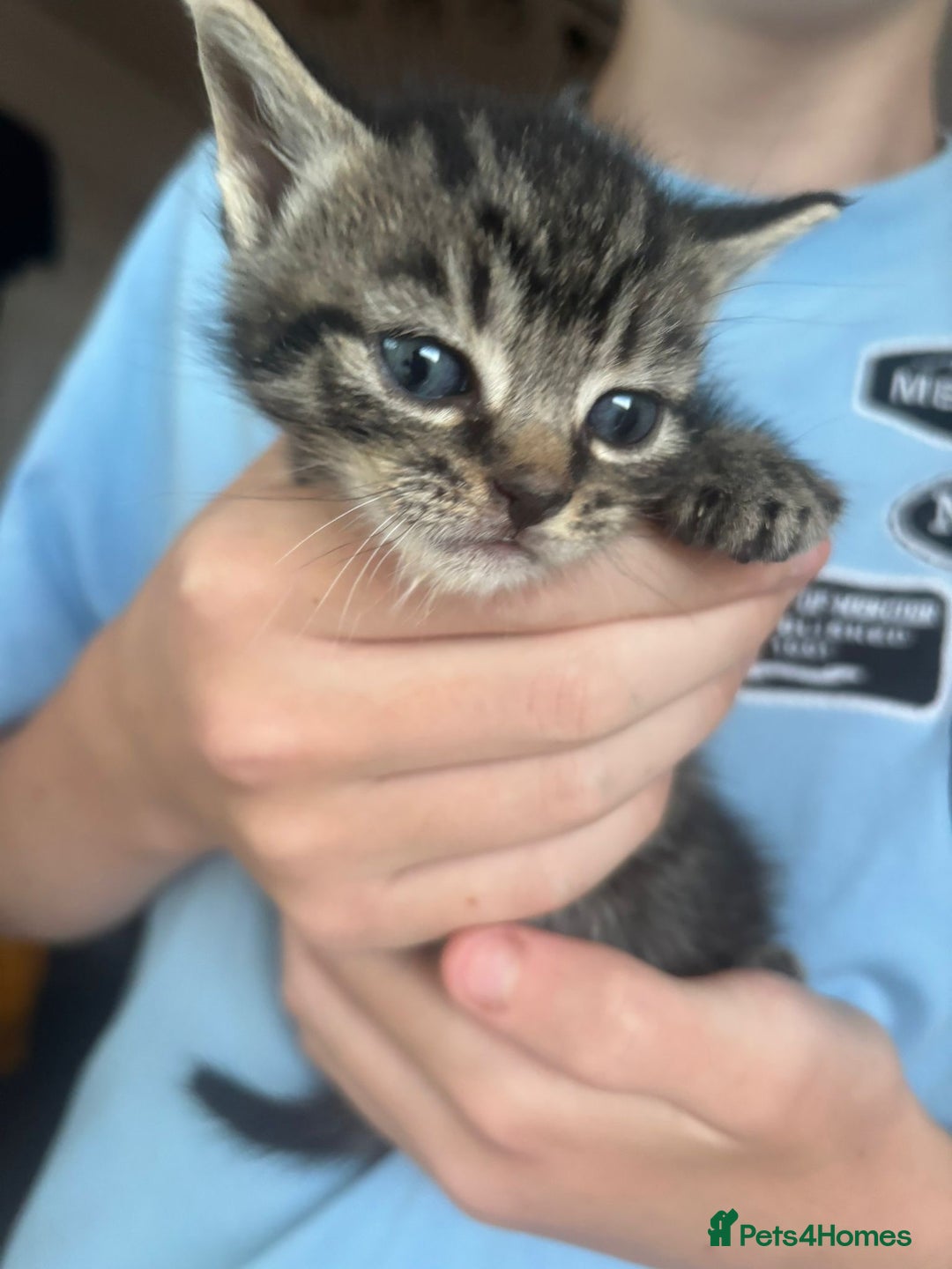 Mixed Breed cats for sale: Three tabby cats.  - Image 3