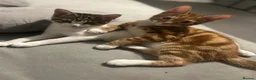 Mixed Breed cats for sale: Beautiful Bengal × Domestic shorthair Kittens 🐾 - Advert 3