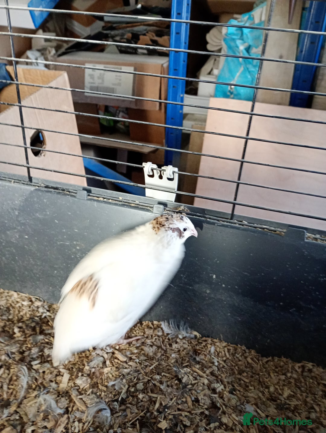 Quail poultry for sale: Quail cockrells 10 week - Image 3