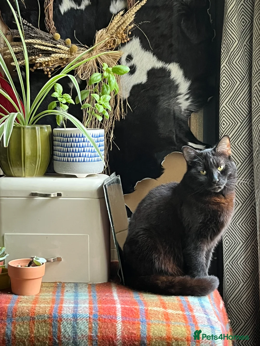 Mixed Breed cats for sale: Kittens for sale  - Advert 1