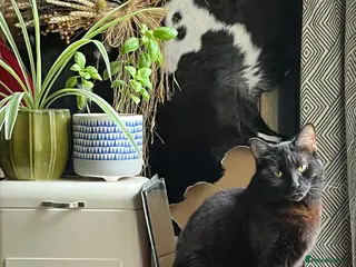 Mixed Breed cats Kittens for sale - Advert 11