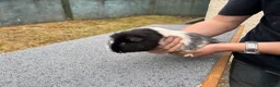 Guinea Pig rodents for sale: Guinea pigs for sale  in Caernarfon - Advert 6