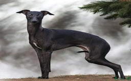 Italian Greyhound dogs for sale: 4 stunning Italian greyhound puppies  - Image 12