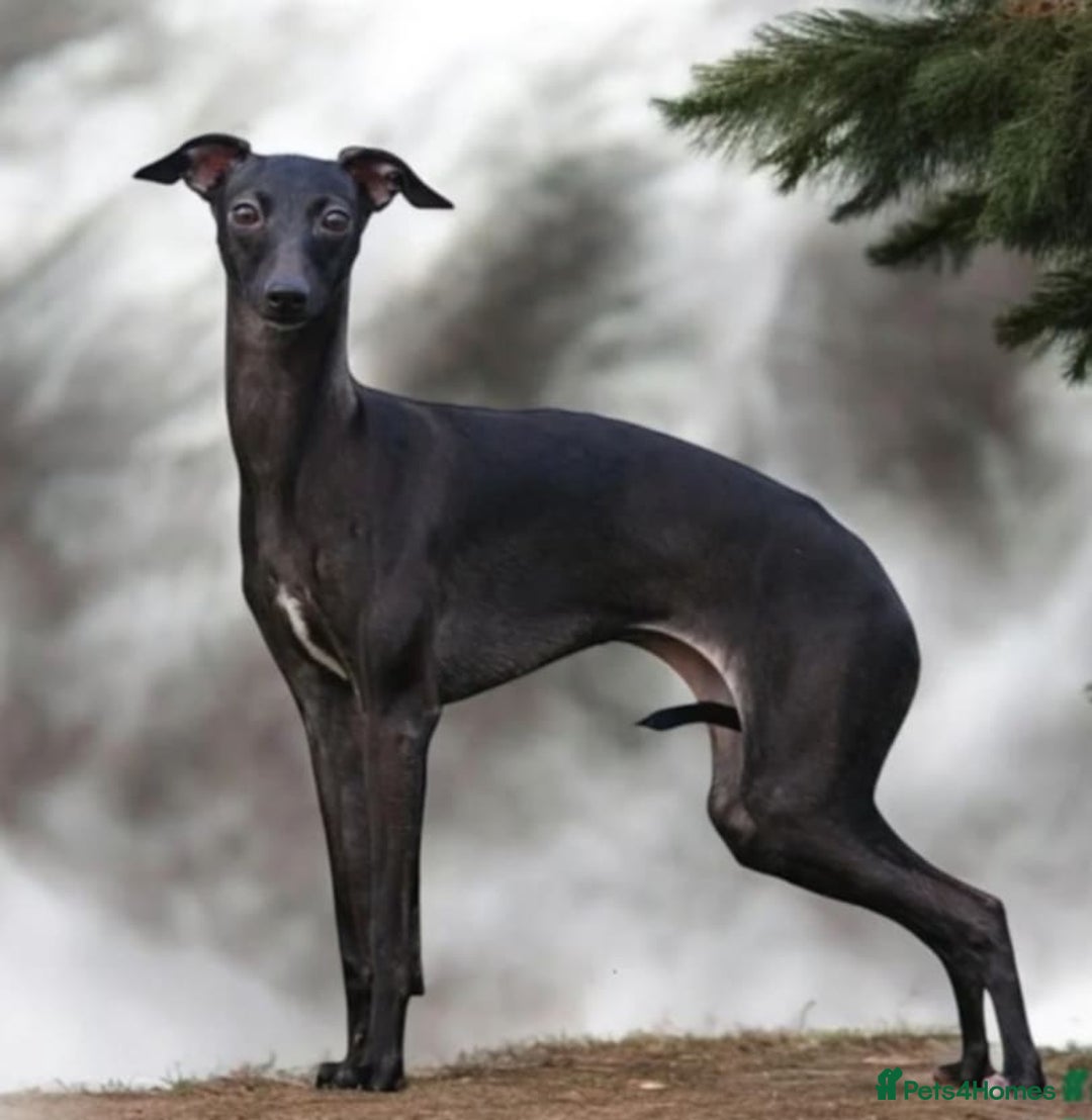 Italian Greyhound dogs for sale: 4 stunning Italian greyhound puppies  - Image 12