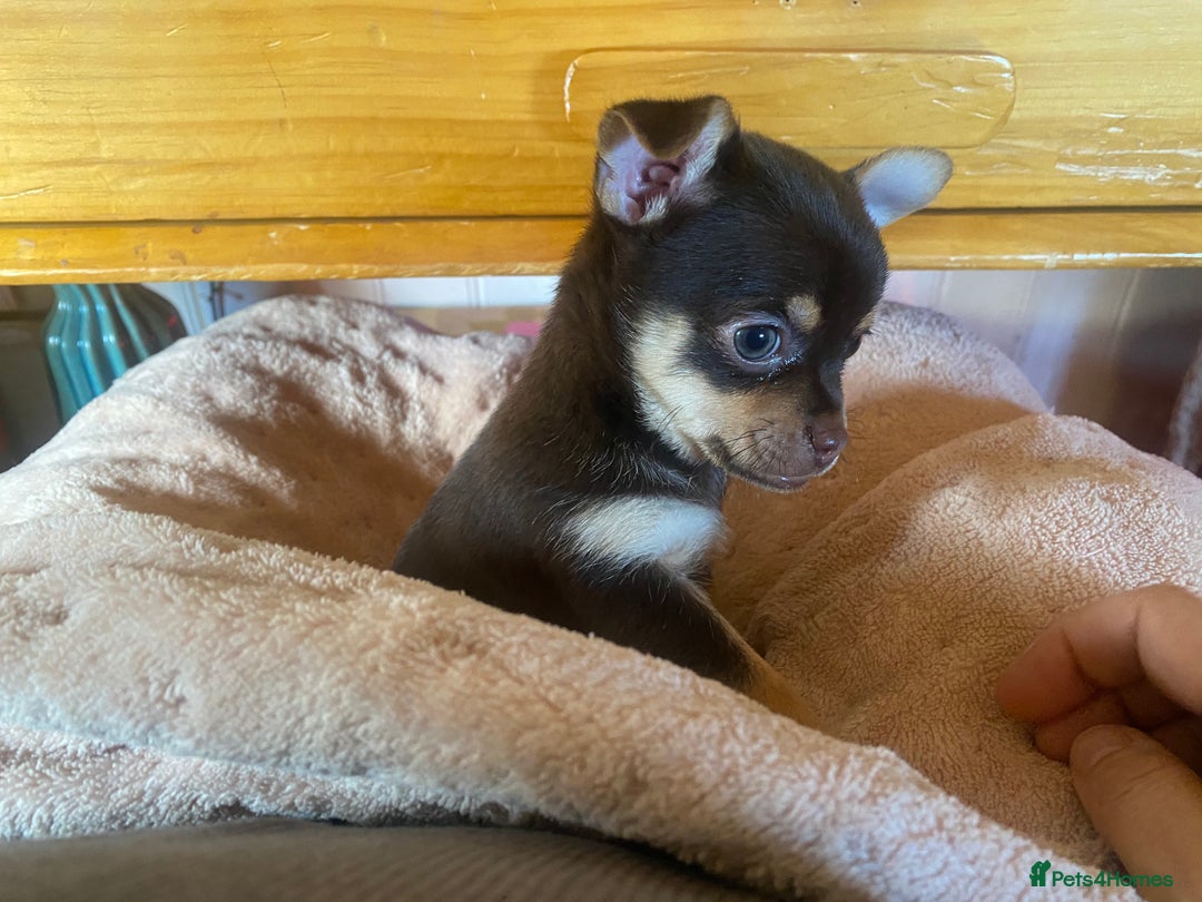 Chorkie dogs for sale: Chorkies - Advert 4