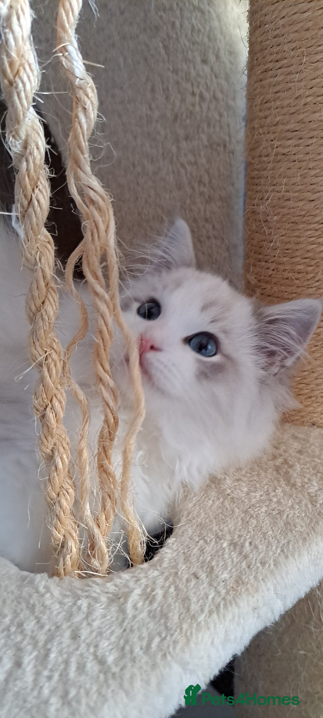 Ragdoll cats for sale: Pure Breed GCCF REG beautiful kittens - Advert 15