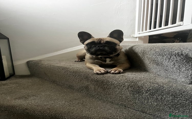 French Bulldog dogs - Advert 1