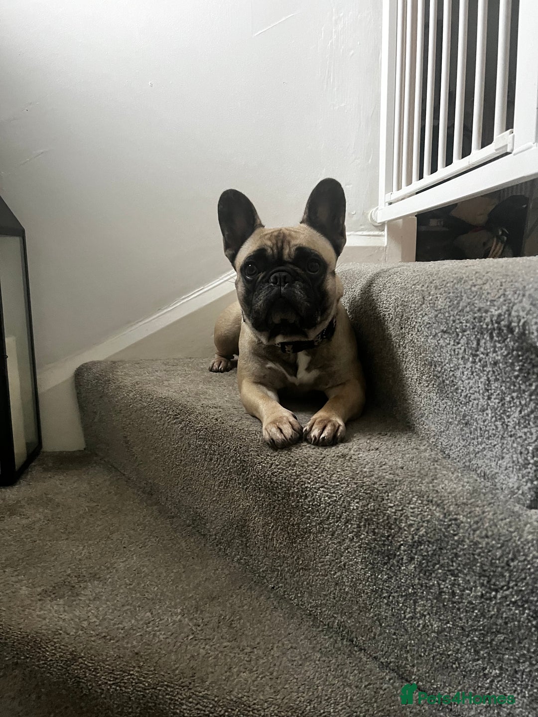 French Bulldog dogs for sale: 3 year old frenchie looking for new home - Image 1