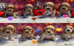 Cocker Spaniel dogs for sale: Outstanding KC Show Cocker Spaniels - Image 2
