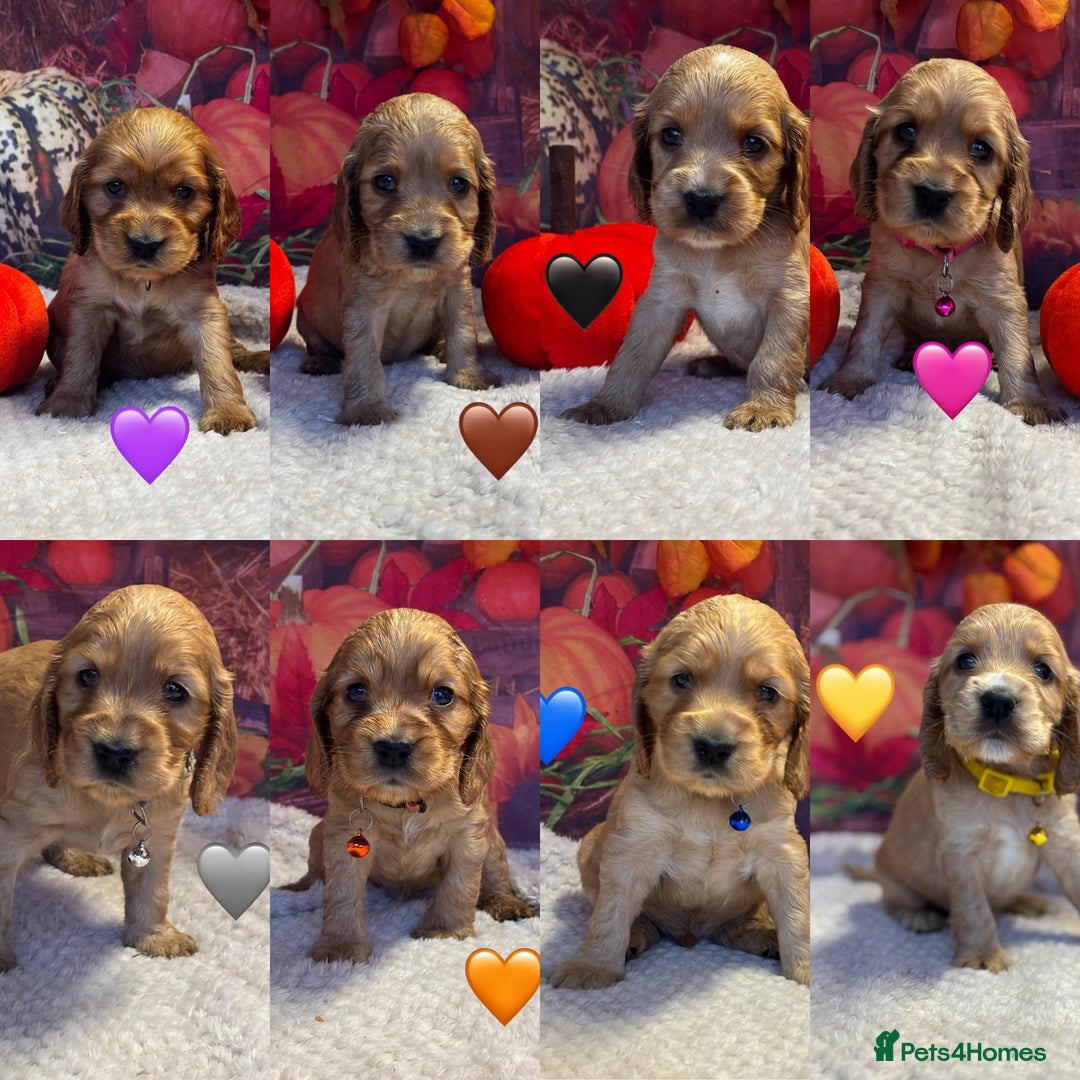 Cocker Spaniel dogs for sale: Outstanding KC Show Cocker Spaniels - Image 2