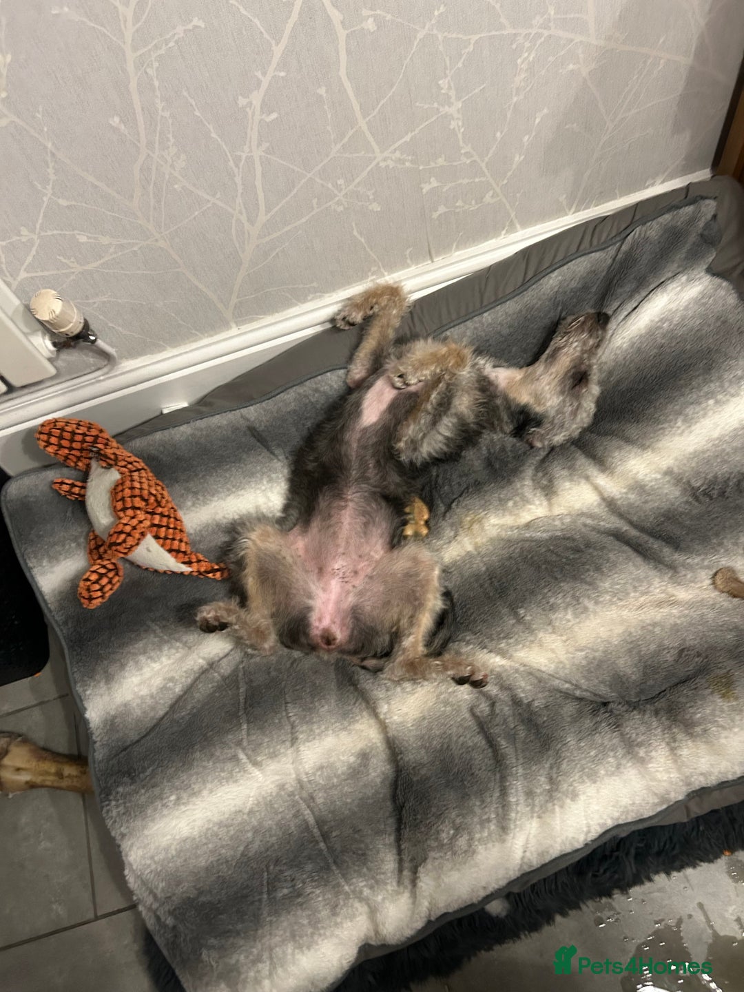 Mixed Breed dogs for sale: Bedlington x Whippet - Advert 9