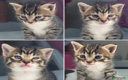 Mixed Breed cats for sale: kittens still babies - Image 1