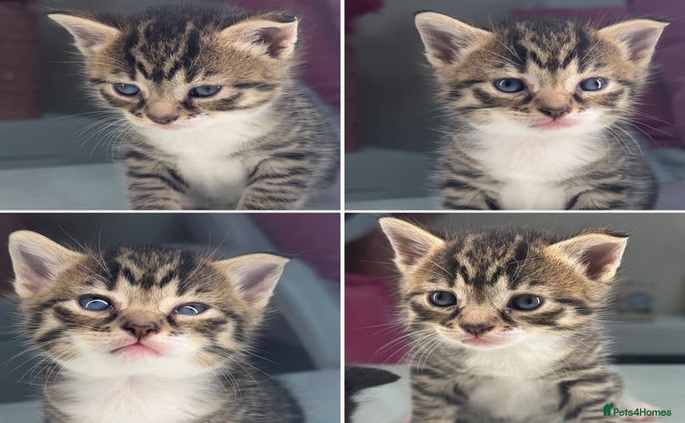 Mixed Breed cats - Advert 1