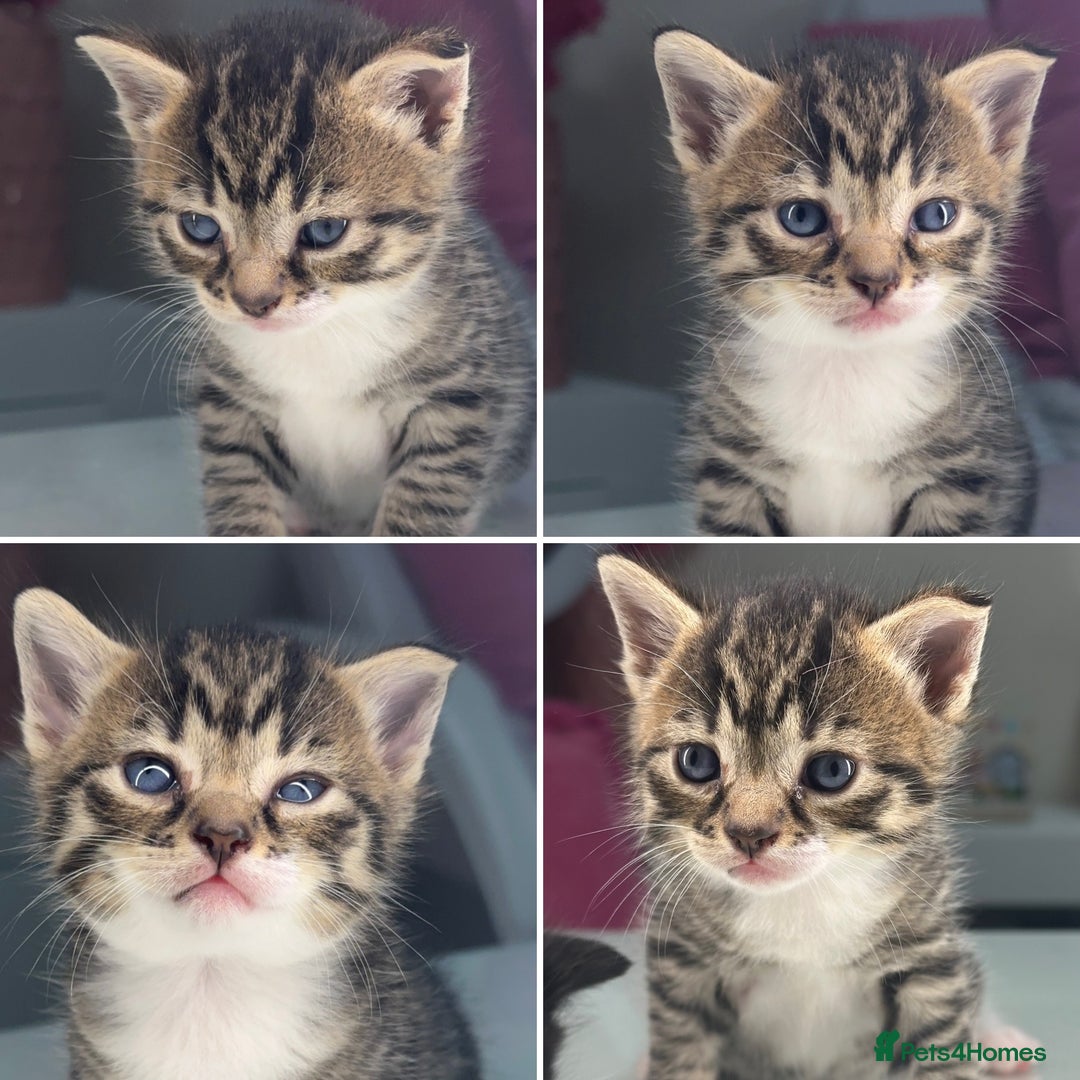 Mixed Breed cats for sale: kittens still babies - Image 1