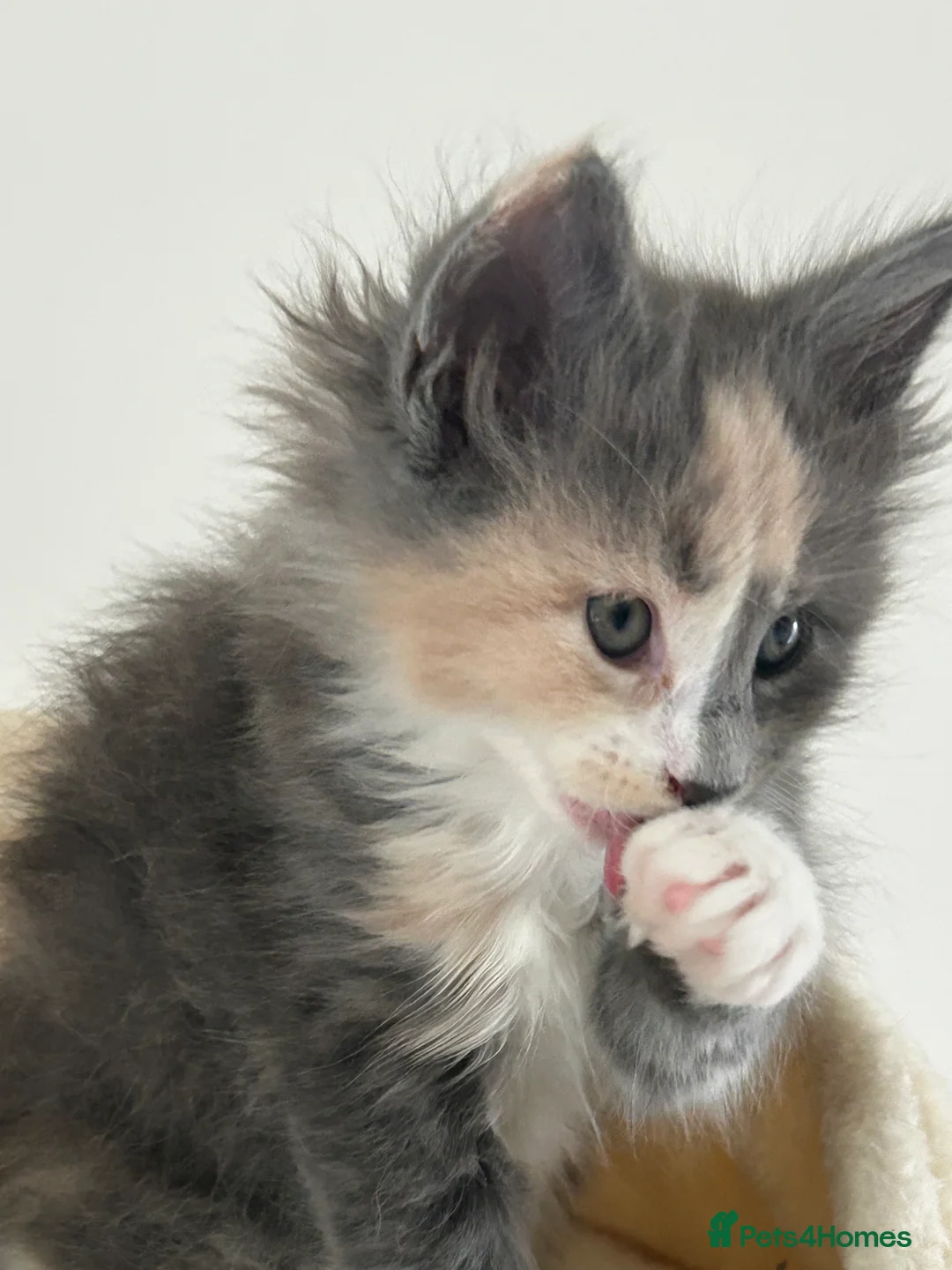 Maine Coon cats for sale: Find Your Purrfect Match! - Advert 21