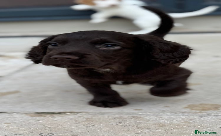 Cocker Spaniel dogs for sale - Advert 1