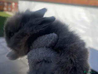 Lionhead rabbits Baby bunnies ready to reserve - Advert 1