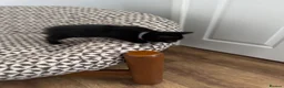 Mixed Breed cats for sale: 4 adorable kittens in Milton Keynes - Advert 17