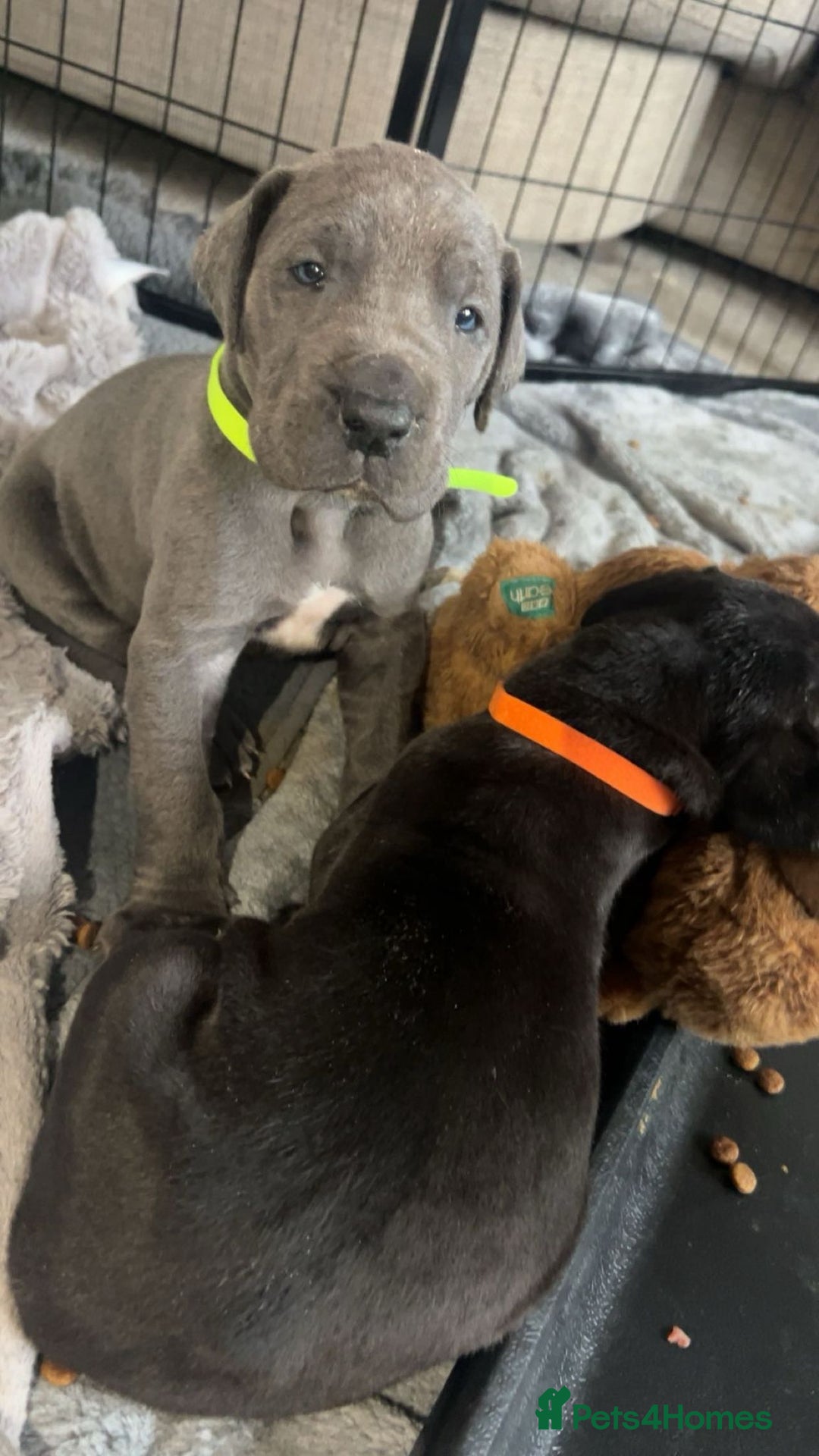 Great Dane dogs for sale: Great dane puppies for sale  - Image 12