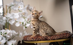 Bengal cats for sale: BABETTE-LAST available girl from the litter-TICA  - Image 23