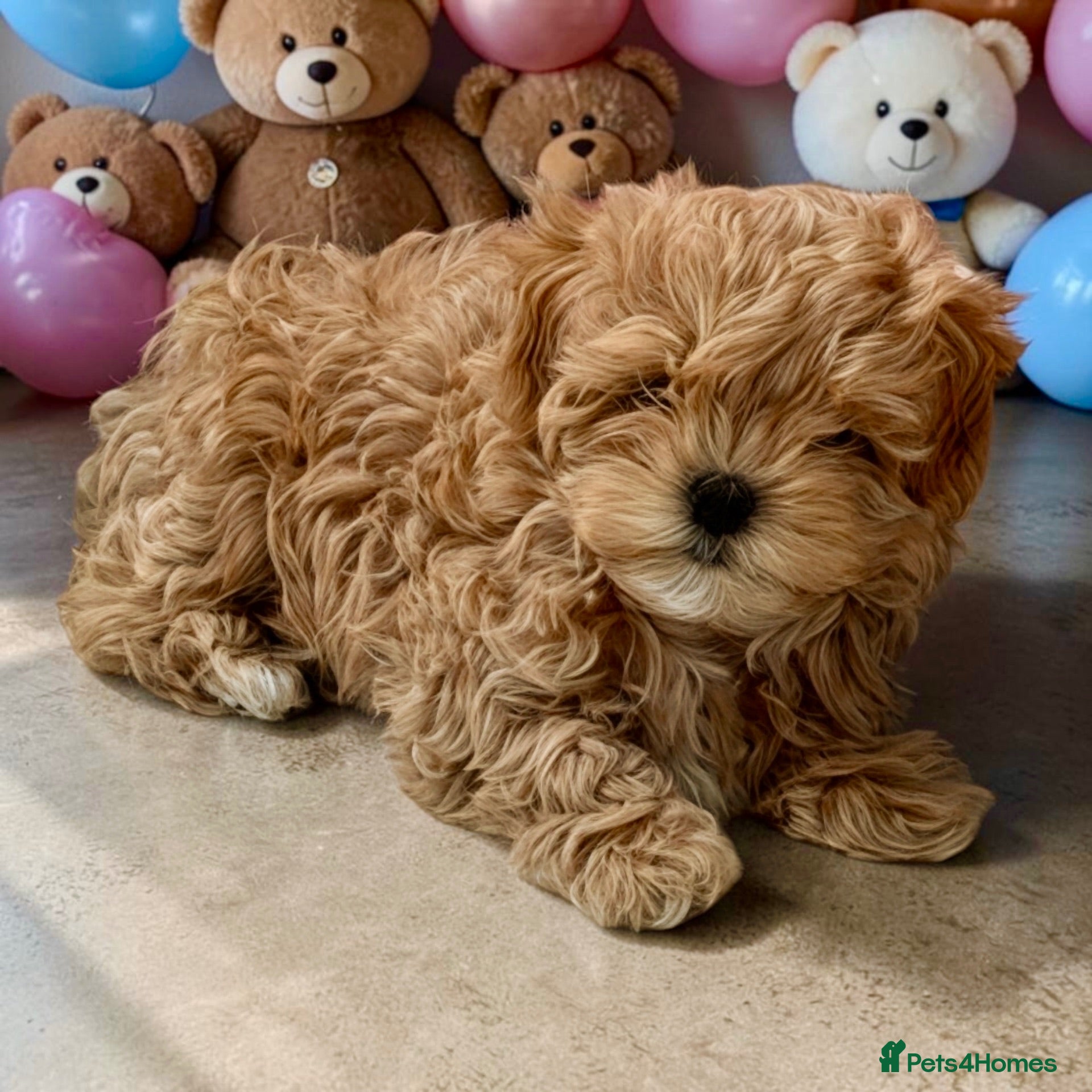 Maltipoo dogs 💎🧸  Luxury  Asian  Maltipoo DNA clear💎🧸   - Advert 3