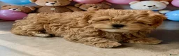 Maltipoo dogs for sale: 💎🧸  Quality Asian Maltipoo DNA clear💎🧸   - Advert 1