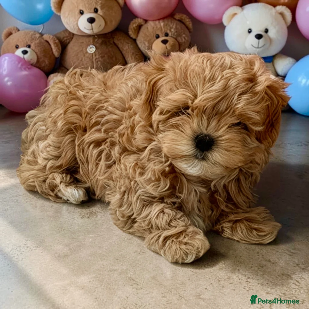 Maltipoo dogs for sale: 💎🧸  Quality Asian Maltipoo DNA clear💎🧸   - Advert 1