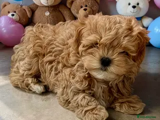 Maltipoo dogs 💎🧸 Luxury Asian Maltipoo DNA clear💎🧸 - Advert 3