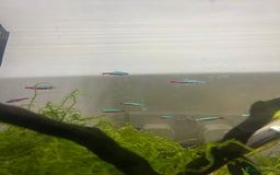 Tetras fish for sale: 10 Neon Tetras For Sale in Leeds - Image 3