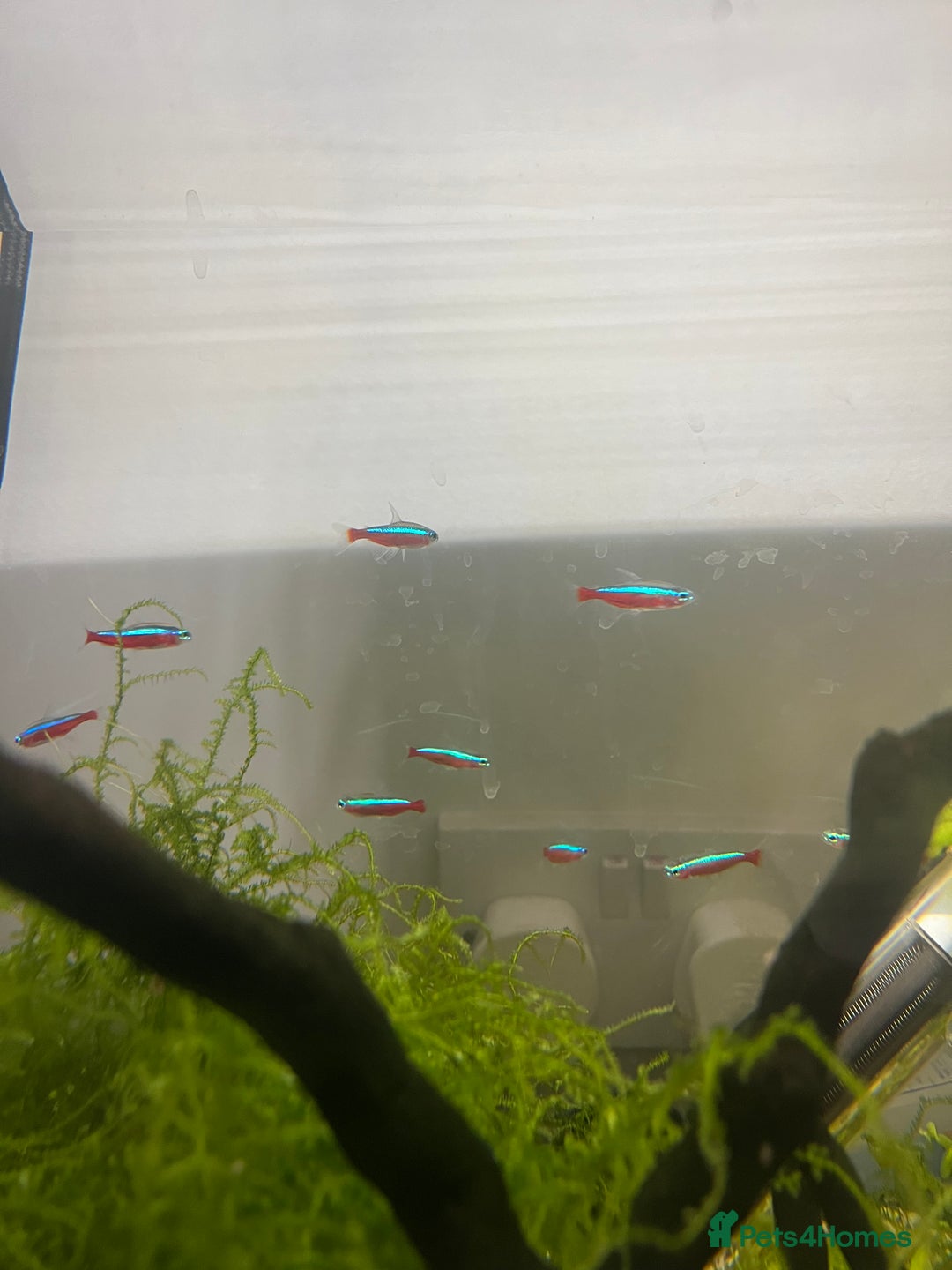 Tetras fish for sale: 10 Neon Tetras For Sale in Leeds - Image 3