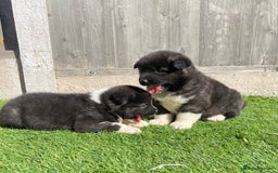 Akita dogs for sale: American Akita Puppys for sale  - Image 15