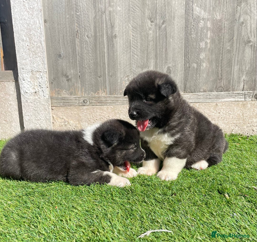 Akita dogs for sale: American Akita Puppys for sale  - Image 15