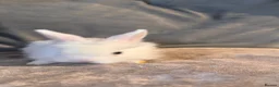 Mixed Breed rabbits for sale:     Fluffy Lionhead & Netherland Dwarf Mix Bunnies - Advert 9