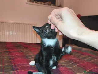 Mixed Breed cats 1 beautiful tuxedo kitten left - Advert 1