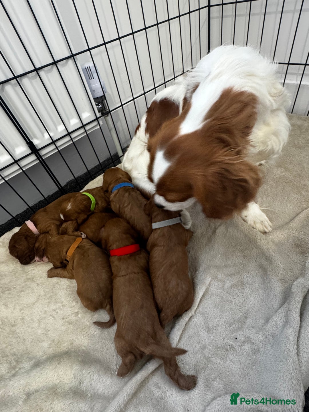 Cavapoo dogs for sale: Red Cavapoo Puppies 4 males 1 female Left - Image 2