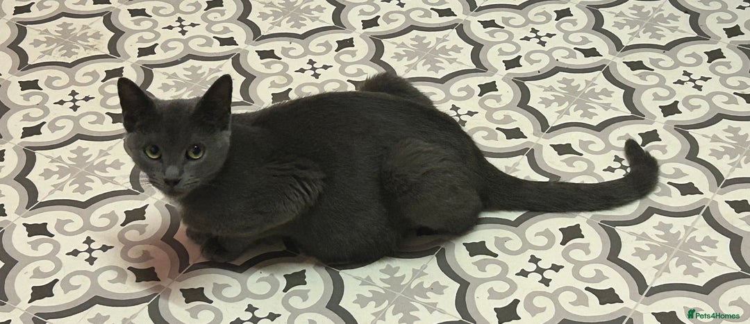 Russian Blue cats for sale: One beautiful Russian blue girl left 🩷 - Advert 6