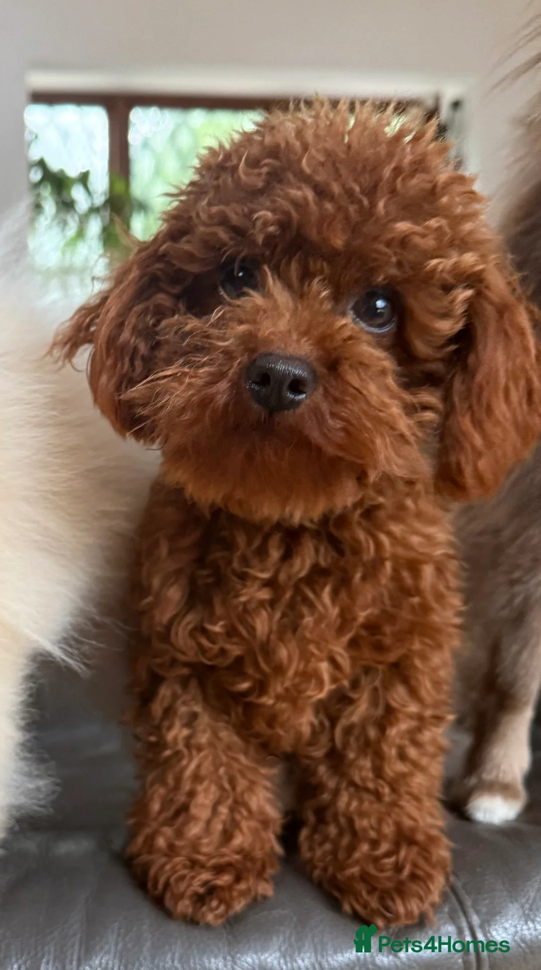 Toy Poodle dogs for stud:  **  Deep Mahogany Red Asian poodle Stud in Romford - Advert 4