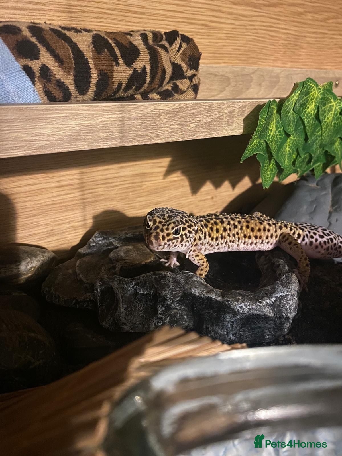 Leopard Gecko reptiles Adult leopard Gecko and full set up  - Advert 4