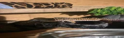 Leopard Gecko reptiles for sale: Adult leopard Gecko and full set up  - Advert 1