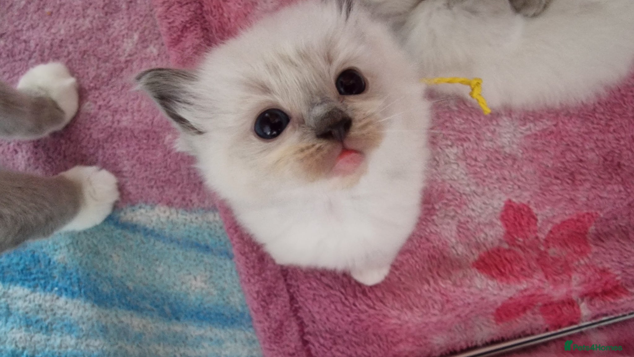 Ragdoll cats 3 blue point ragdoll kittens for sale - Advert 4