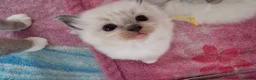Ragdoll cats for sale: 3 blue point ragdoll kittens for sale - Advert 25