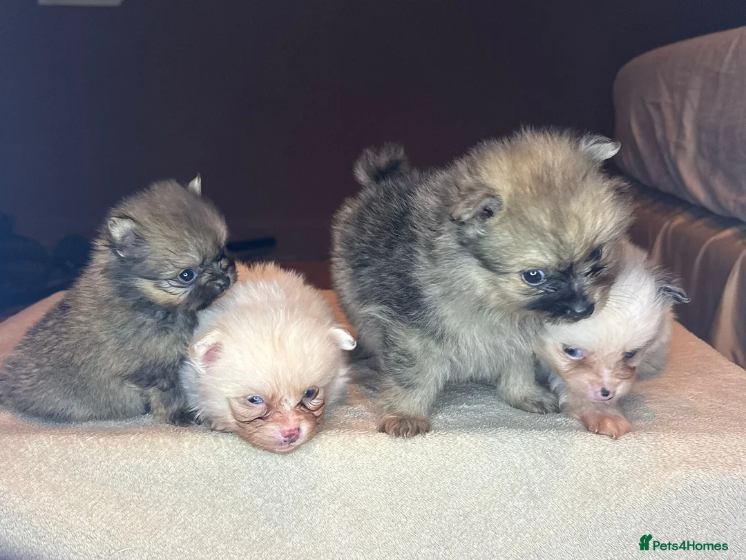 Pomeranian dogs for sale: 🐾 Adorable Merle Pomeranian Puppies for Sale 🐾 - Advert 31