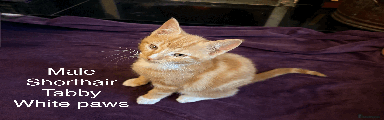 Male Shorthair Tabby White paws