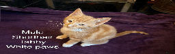 Mixed Breed cats for sale: Seven gingers, bundles of joy! - Advert 12
