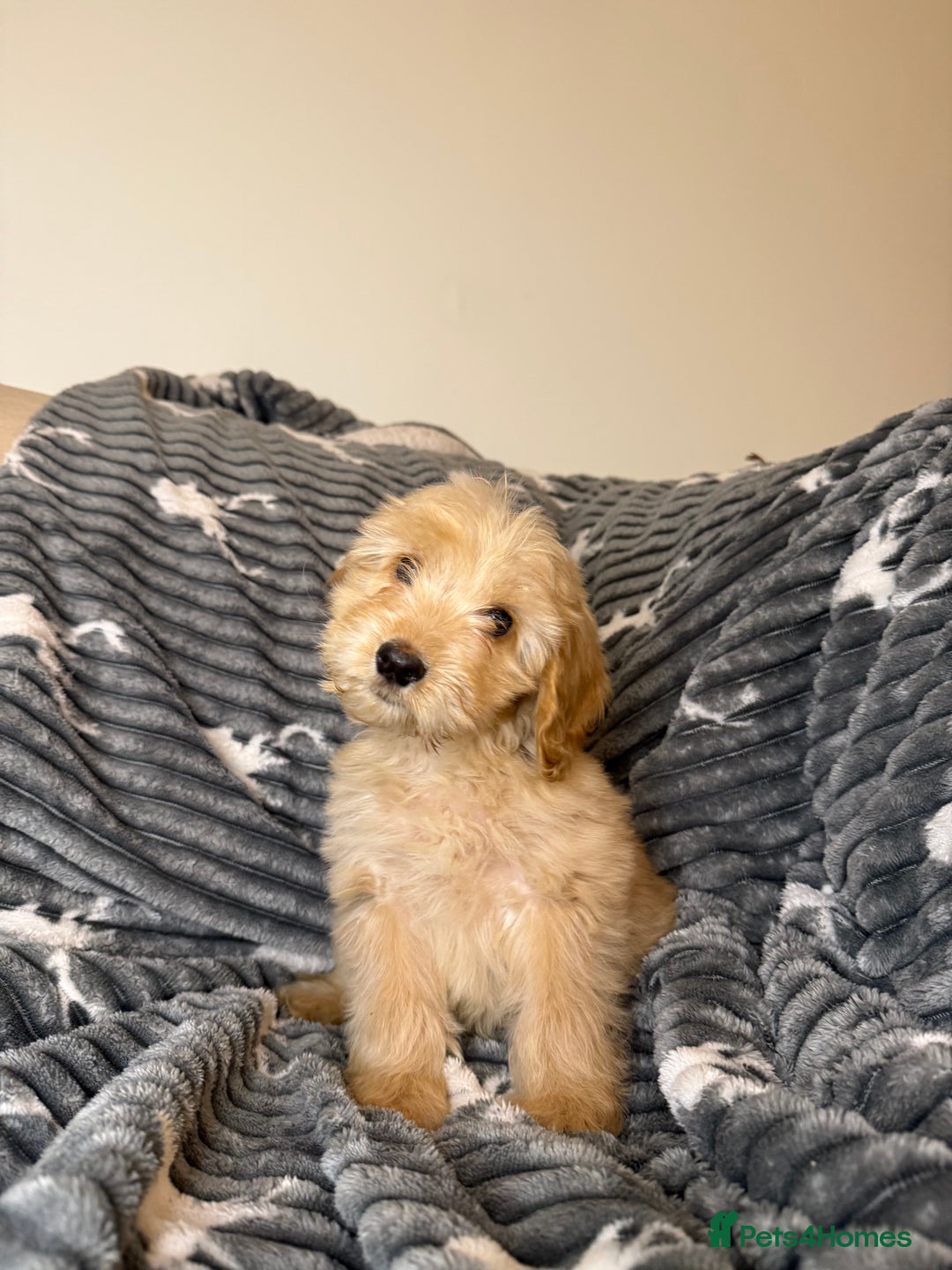 Cockapoo dogs for sale: Last F2 Boy Cockapoo puppy - Advert 3