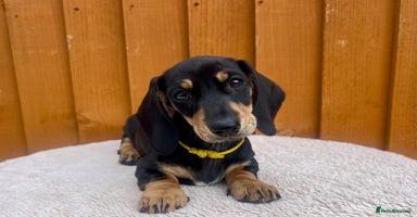 Dachshund dogs - Advert 16