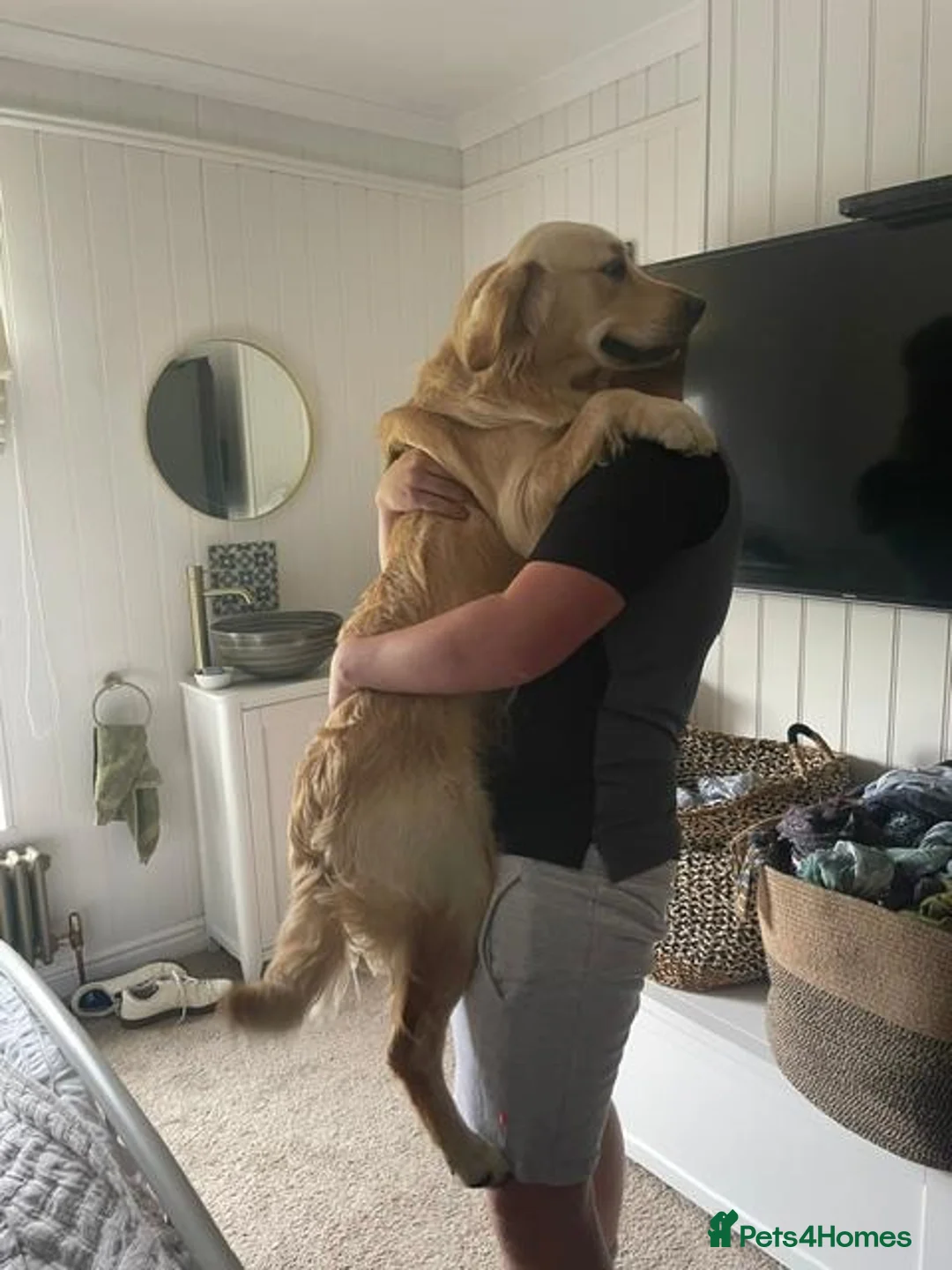 Golden Retriever dogs for stud: Woody (KENZRIGGMAC BOURBON CREAM) - Advert 2