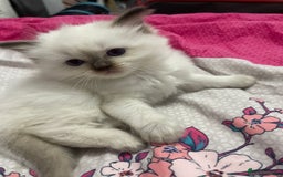 Ragdoll cats for sale: 🩵 Beautiful Ragdoll Kittens Ready at 12 Weeks! 🩵 - Image 14