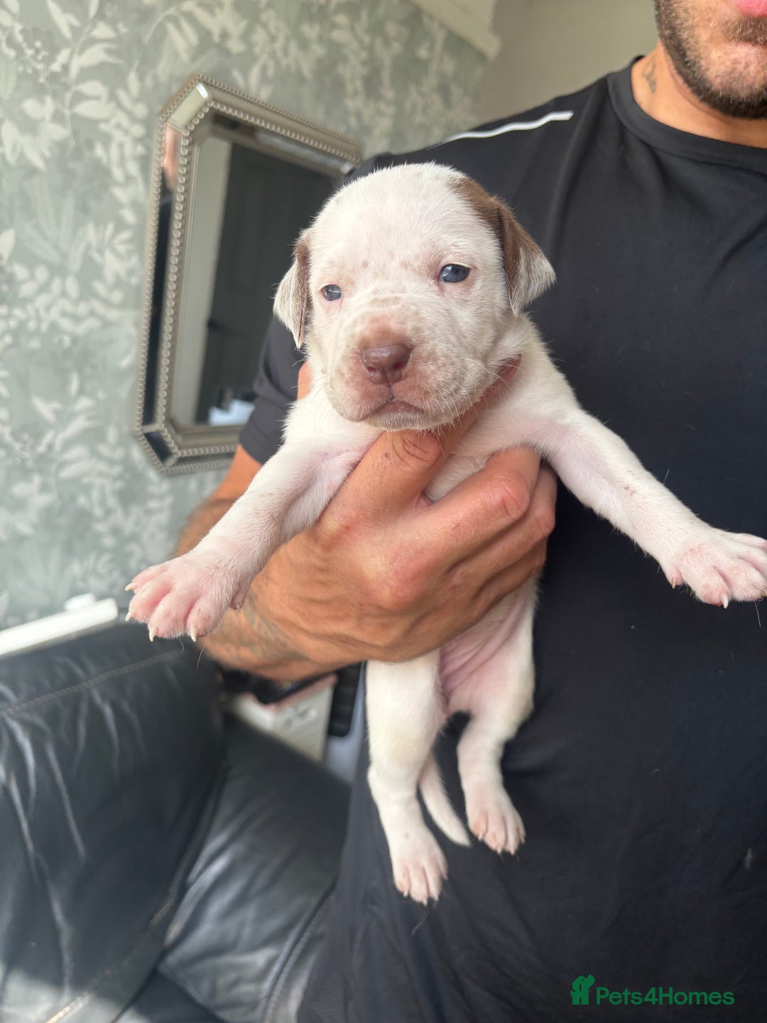 American Bull Staffy dogs for sale: 8 beautiful Amstaff puppies - Image 14
